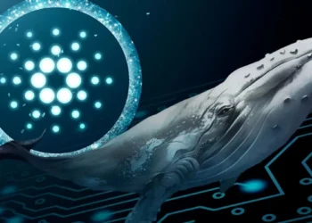 whale cardano