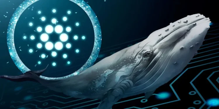 whale cardano