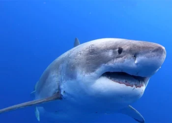 Market Dihujam "DeepSeek" AI Baru Dari China, Haruskah Kita Khawatir? Apa yang Akan Terjadi Pada Koin AI?