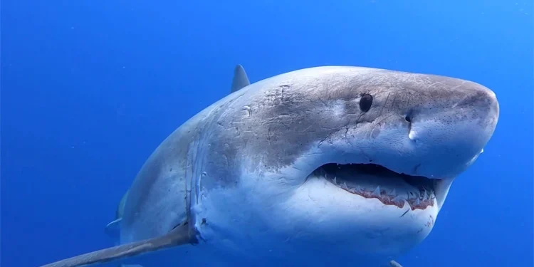 Market Dihujam "DeepSeek" AI Baru Dari China, Haruskah Kita Khawatir? Apa yang Akan Terjadi Pada Koin AI?